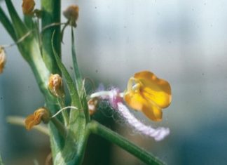 Grondbone – van kiemplasma tot registrasie