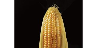 BIOTECH CROPS CONTRIBUTE TO SUSTAINABLE PRODUCTION