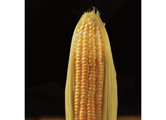 BIOTECH CROPS CONTRIBUTE TO SUSTAINABLE PRODUCTION