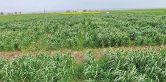 Why is RYEGRASS such a big problem in the Western Cape?