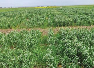 Why is RYEGRASS such a big problem in the Western Cape?