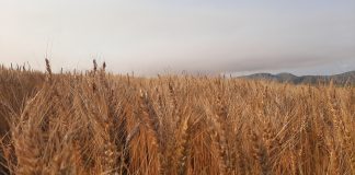 LEVERAGING SATELLITE IMAGING for weed detection and precision agriculture