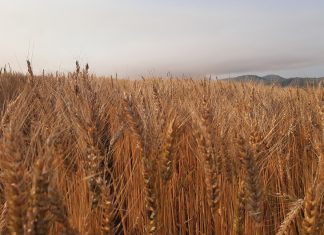 LEVERAGING SATELLITE IMAGING for weed detection and precision agriculture