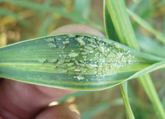 Russiese koringluis bly ’n bedreiging vir produksie