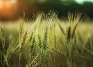 MEGANIESE BESTUUR VAN WINTERONKRUID