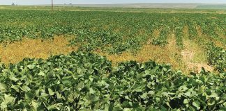 Action plans to combat the potential weed threat