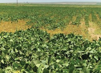 Action plans to combat the potential weed threat