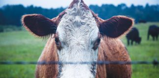 LIVESTOCK can SUPERCHARGE CA systems, if it makes business sense