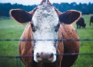 LIVESTOCK can SUPERCHARGE CA systems, if it makes business sense