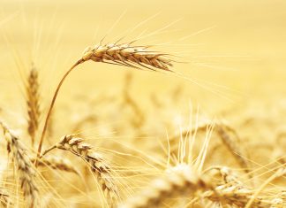 2025-SAADPRYSE VIR WINTERGRAAN