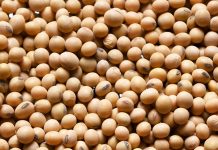 SOJABOON-DIFFERENSIAAL: Hoe presteer die alternatiewe model?