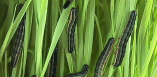 African armyworm sightings in SA