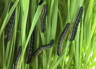 African armyworm sightings in SA