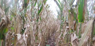 Impact of grey leaf spot and northern corn leaf blight