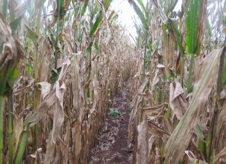 Impact of grey leaf spot and northern corn leaf blight