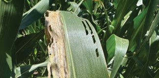 GOSS’S WILT OF MAIZE: What producers should know