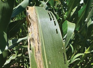 GOSS’S WILT OF MAIZE: What producers should know