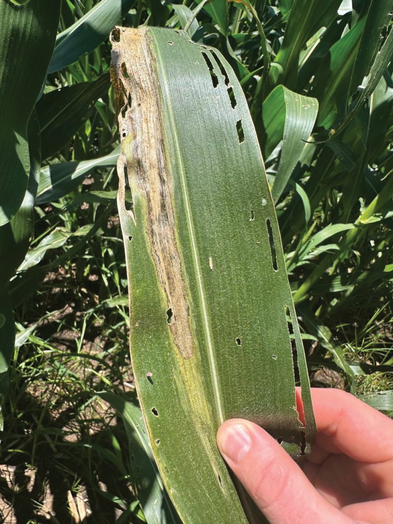 GOSS’S WILT OF MAIZE: What producers should know