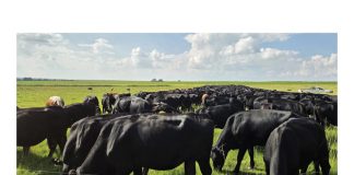 GESONDE GROND BETEKEN SKOON VLEIS