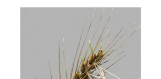 MANAGING PRE-HARVEST SPROUTING: cultivar selection and environmental risks