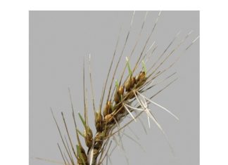 MANAGING PRE-HARVEST SPROUTING: cultivar selection and environmental risks