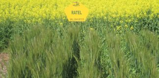BREEDING PROGRAMME for spring wheat delivers