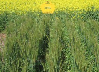 BREEDING PROGRAMME for spring wheat delivers