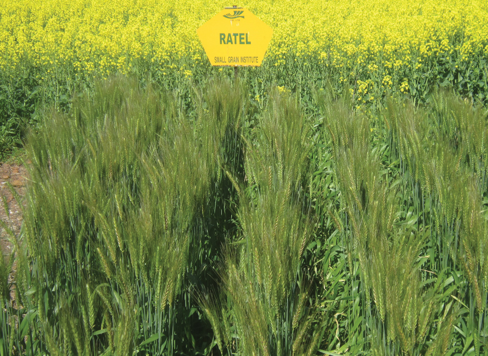 BREEDING PROGRAMME for spring wheat delivers