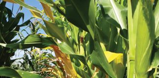 Understanding and monitoring CHARCOAL ROT in maize fields