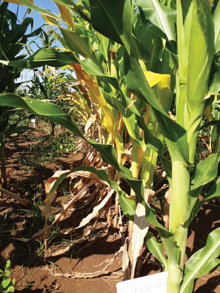 Understanding and monitoring CHARCOAL ROT in maize fields