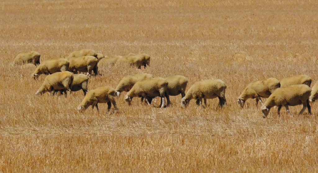 Care for your sheep, and they’ll CARE FOR YOUR BUSINESS