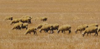 Care for your sheep, and they’ll CARE FOR YOUR BUSINESS