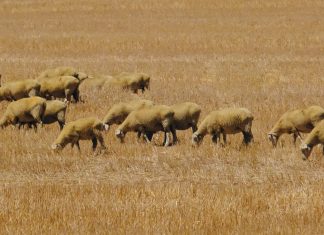 Care for your sheep, and they’ll CARE FOR YOUR BUSINESS