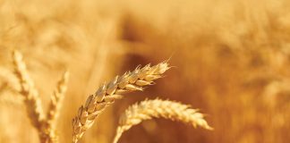Wintergrane in Suid-Afrika – ’n perfekte storm vir produsente