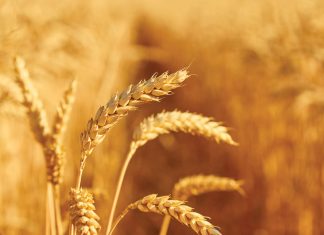 Wintergrane in Suid-Afrika – ’n perfekte storm vir produsente