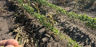 Producers urged to stay alert for purple stain on soybeans