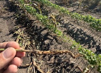 Producers urged to stay alert for purple stain on soybeans