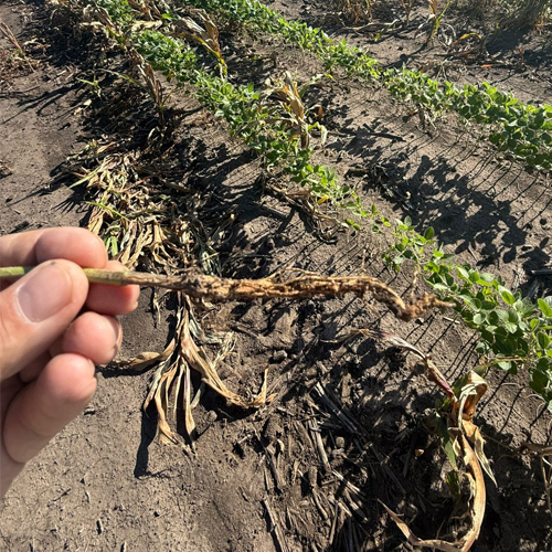 Producers urged to stay alert for purple stain on soybeans