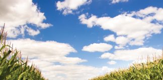 Maximising maize profitability with VRA: insights from DIFM trials