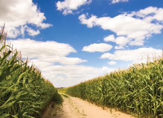 Maximising maize profitability with VRA: insights from DIFM trials