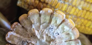 ARC makes progress with research ON DIPLODIA AND DIPLODIATOXIN
