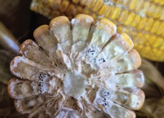 ARC makes progress with research ON DIPLODIA AND DIPLODIATOXIN