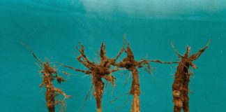 Seedling blights, damping off and root rots of DRY BEANS