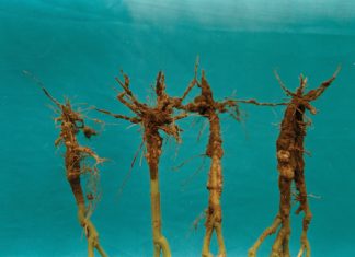 Seedling blights, damping off and root rots of DRY BEANS