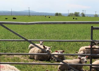 Rapporteer VEEDIEFSTAL by dié sentrale databasis