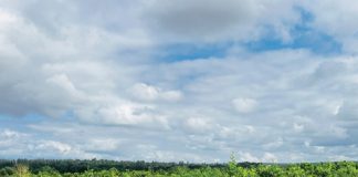 Agroforestry as an adaptation strategy to climate change