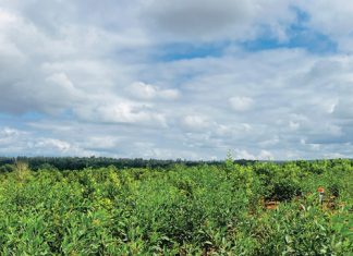 Agroforestry as an adaptation strategy to climate change