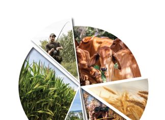 Die geheim agter suksesvolle diversifikasie