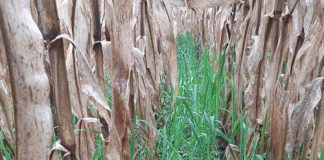 Bewaringslandbou: ’n stelsel wat op die lange duur floreer