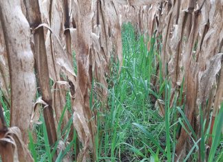 Bewaringslandbou: ’n stelsel wat op die lange duur floreer